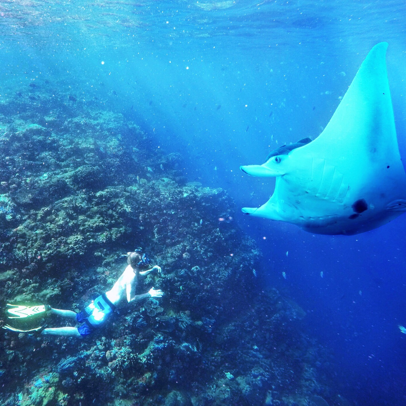 Komodo Island Liveaboard Diving: 2026 Season Guide