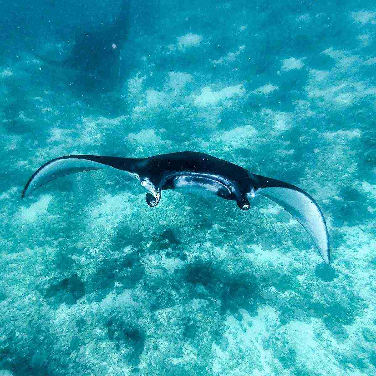 Sustainable Komodo Diving in 2027: Reef-Safe Sunscreen, Manta Etiquette & Plastic-Free Boats